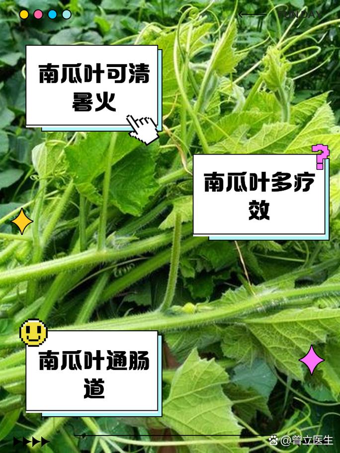 南瓜叶的惊人功效：可否治疗鼻炎？