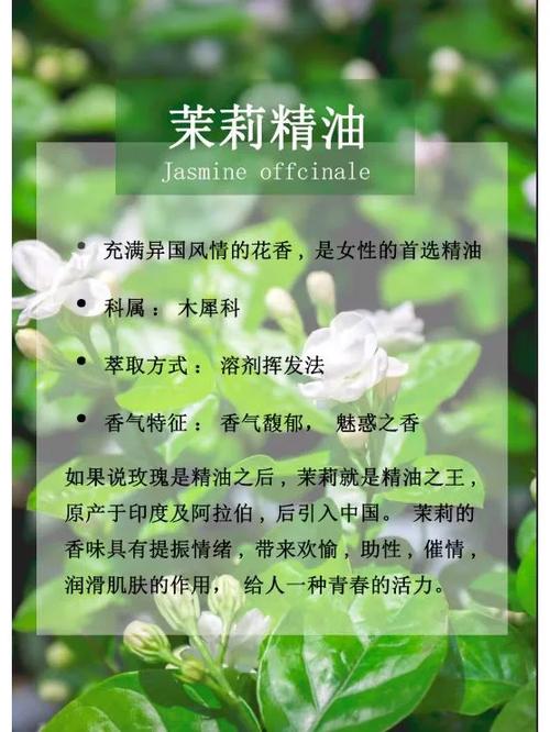 茉莉精油：治愈鼻炎的香气疗法吗？