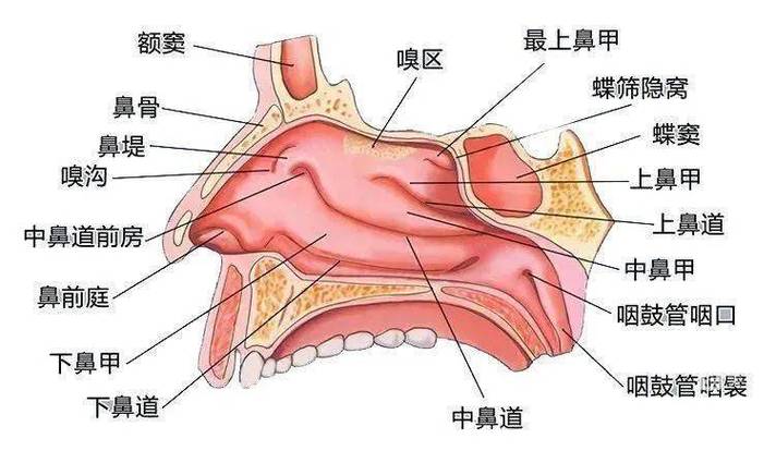 鼻炎组织