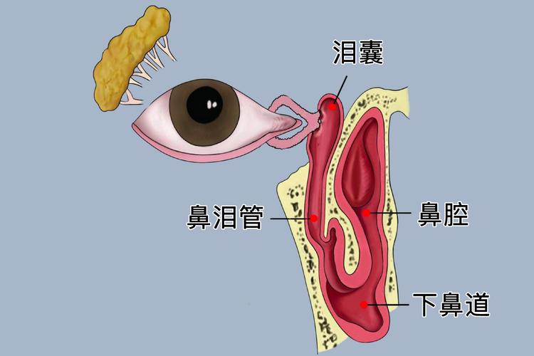 鼻泪管