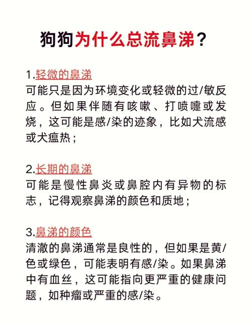 鼻炎患者与小狗相处会传染吗？