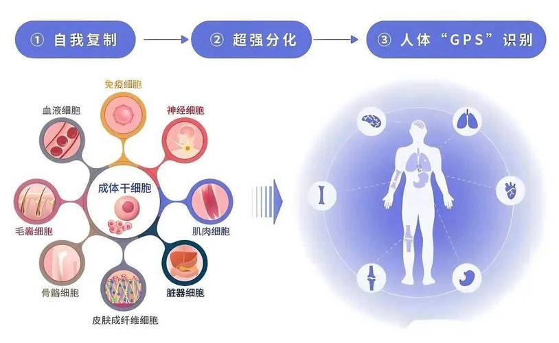 干细胞治疗