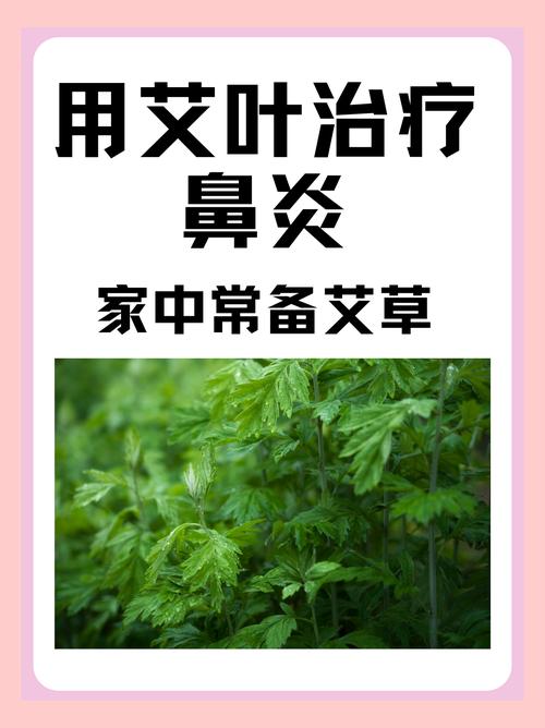 “如何防治艾叶引起的过敏性鼻炎？”