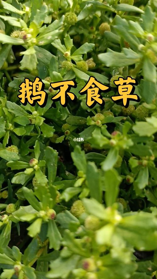 鹅不食草提取物