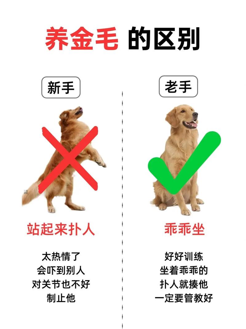 过敏性鼻炎和金毛犬的共存可能？