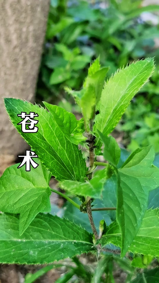 苍术