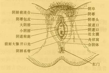 外阴瘙痒