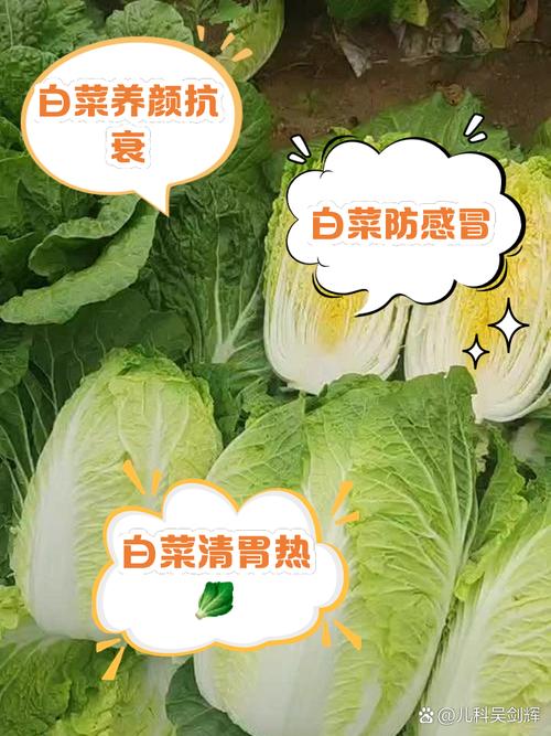 治疗鼻炎期间是否可以放心食用白菜？