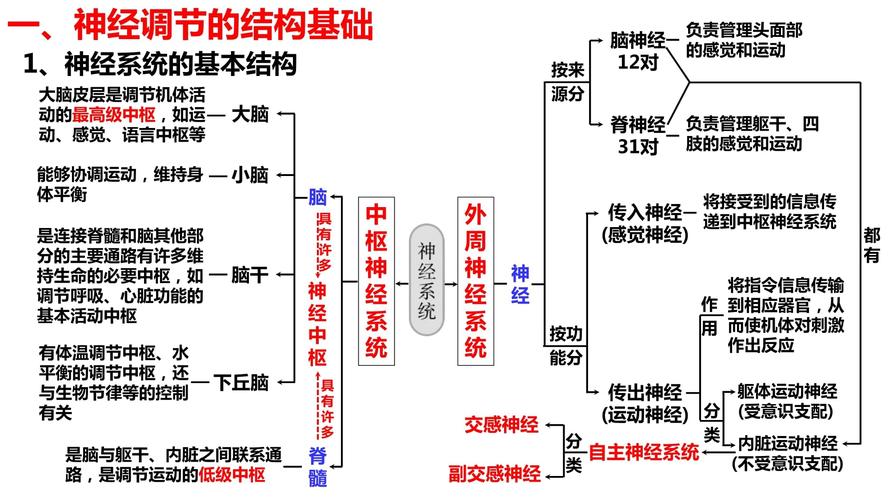  神经系统