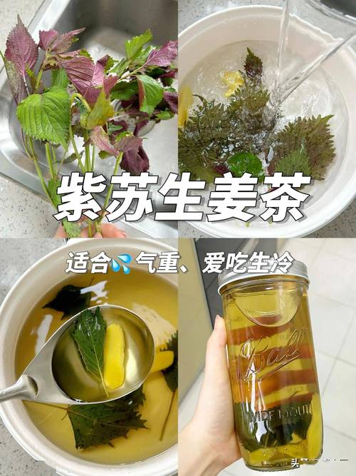 紫苏姜治疗鼻炎有什么科学依据吗？