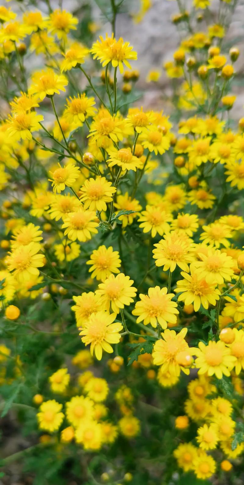 野菊花