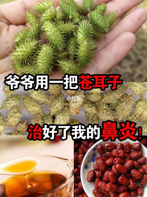 苍耳子煮水治鼻炎的妙方您知道吗？