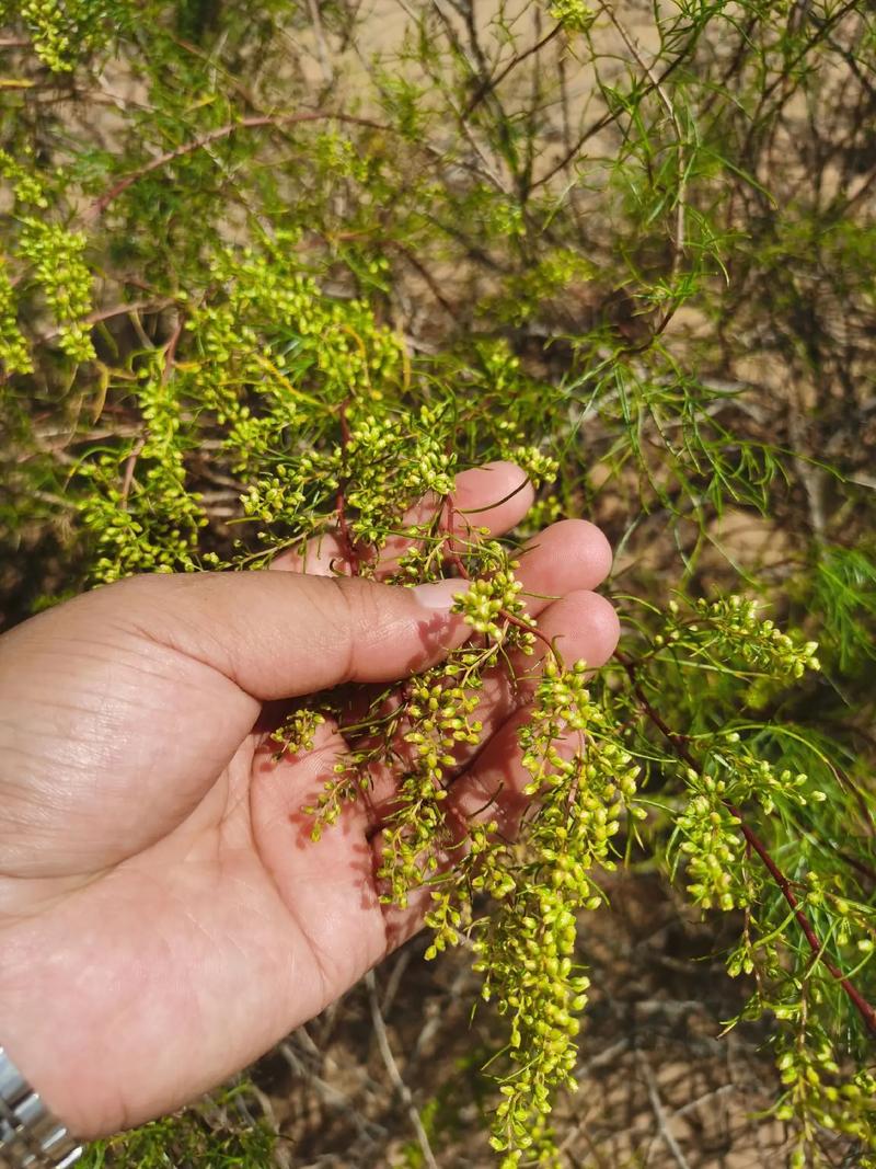 东北沙蒿