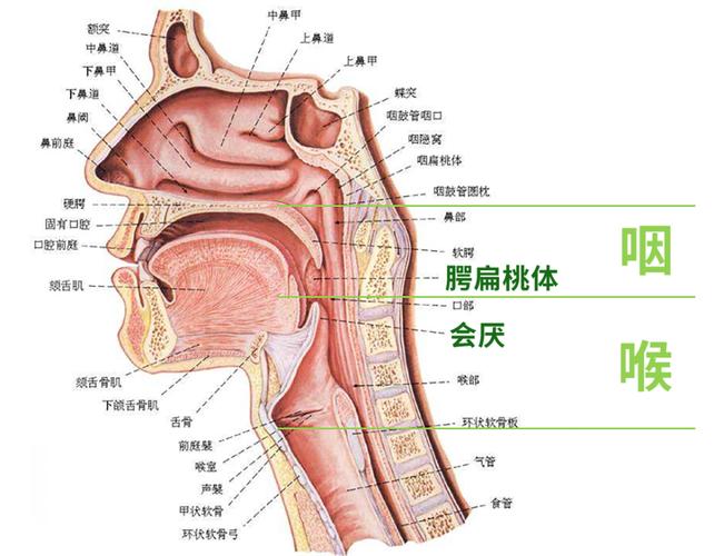 喉咙