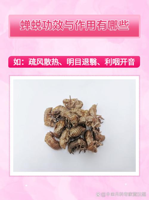 蝉蜕是治疗过敏性鼻炎的良方吗？