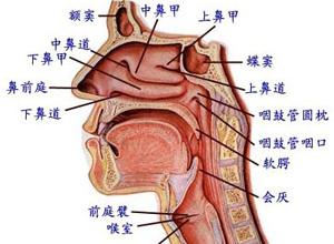 阵发性鼻炎