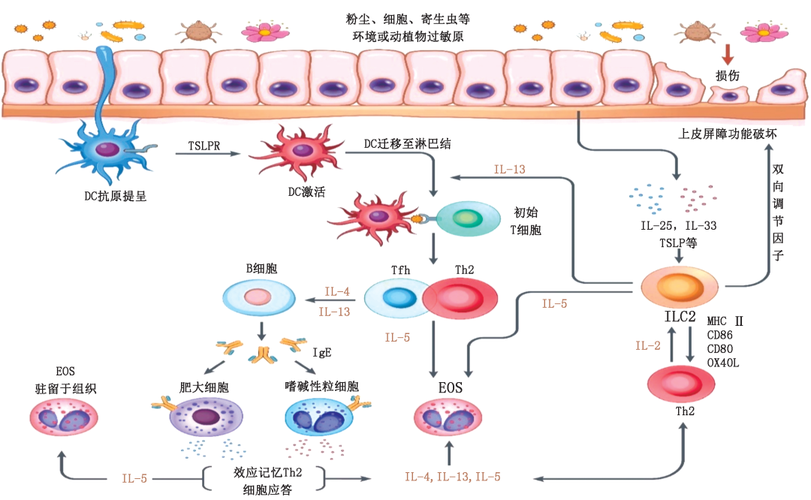 <炎症机制>