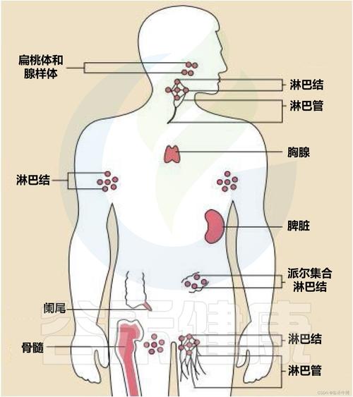 <免疫系统>